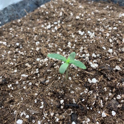 Girl Scout cookies #2 growlog timeline photo