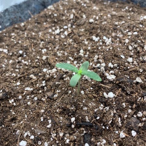 Girl Scout cookies #2 growlog timeline photo
