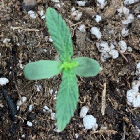 Girl Scout cookies #2 growlog timeline photo