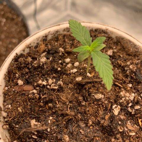 Girl Scout Cookies #1 growlog timeline photo