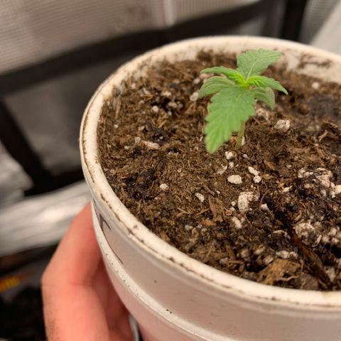 Girl Scout Cookies #1 growlog timeline photo
