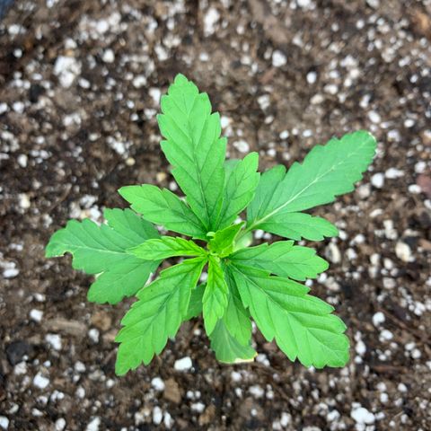 White runtz #1 growlog timeline photo
