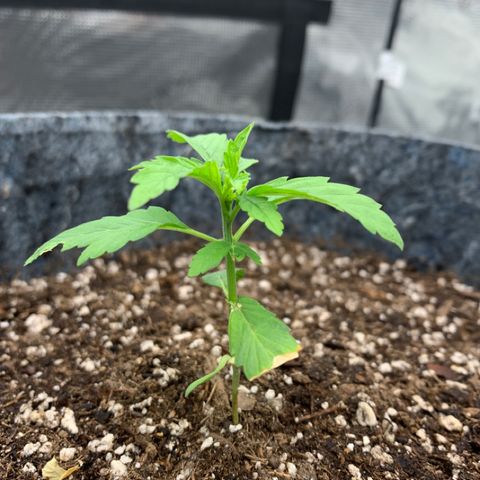 White runtz #1 growlog timeline photo