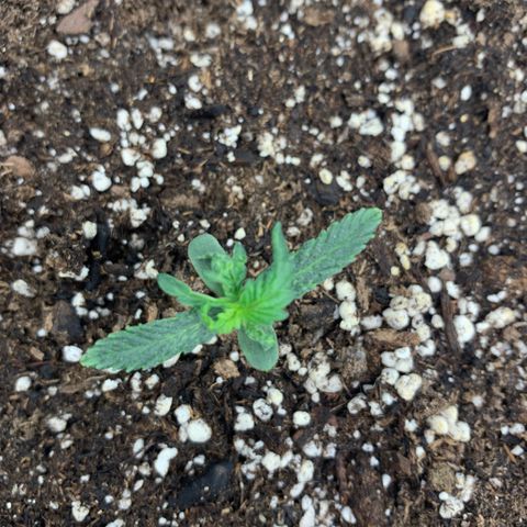 Girl Scout cookies #2 growlog timeline photo