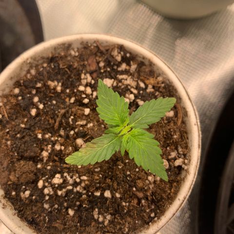 Girl Scout Cookies #1 growlog timeline photo