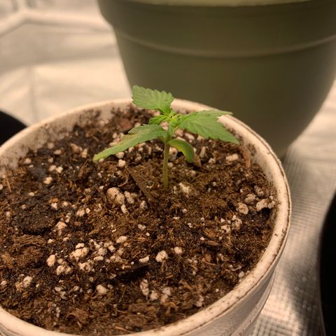 Girl Scout Cookies #1 growlog timeline photo
