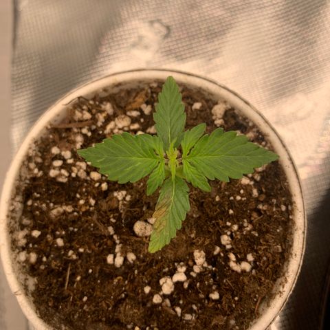 Girl Scout Cookies #1 growlog timeline photo