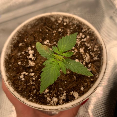 Girl Scout Cookies #1 growlog timeline photo