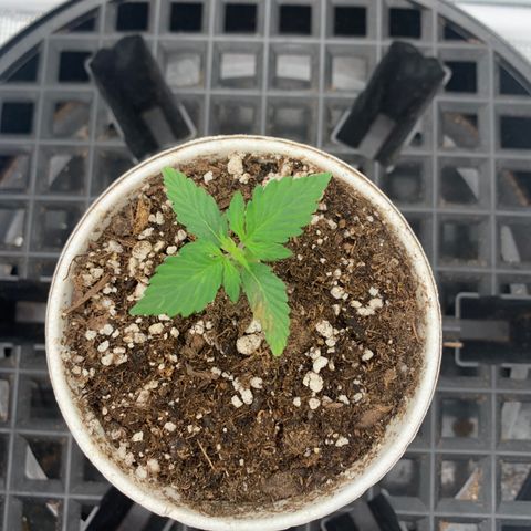 Girl Scout Cookies #1 growlog timeline photo