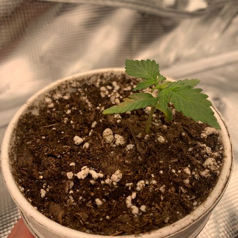 Girl Scout Cookies #1 growlog timeline photo