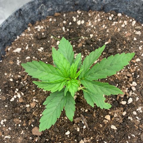 White runtz #1 growlog timeline photo