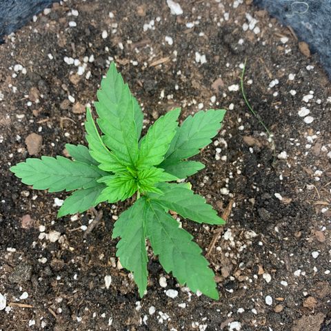 White runtz #1 growlog timeline photo
