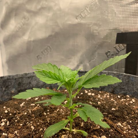 White runtz #1 growlog timeline photo