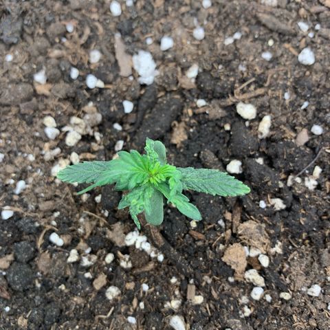 Girl Scout cookies #2 growlog timeline photo