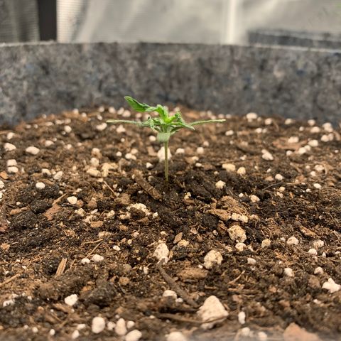 Girl Scout cookies #2 growlog timeline photo