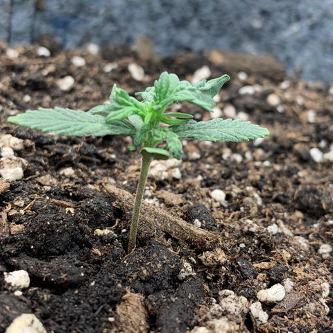 Girl Scout cookies #2 growlog timeline photo