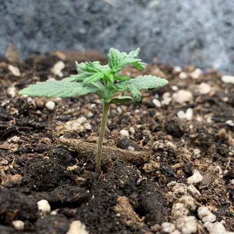Girl Scout cookies #2 growlog timeline photo