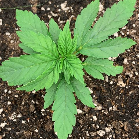 White runtz #1 growlog timeline photo