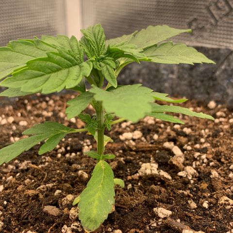 White runtz #1 growlog timeline photo