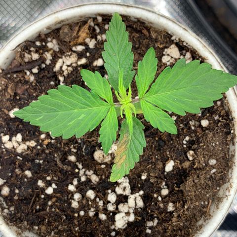 Girl Scout Cookies #1 growlog timeline photo