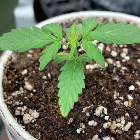 Girl Scout Cookies #1 growlog timeline photo