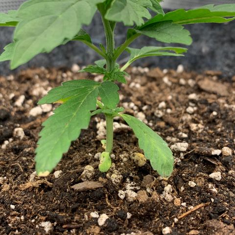 White runtz #1 growlog timeline photo