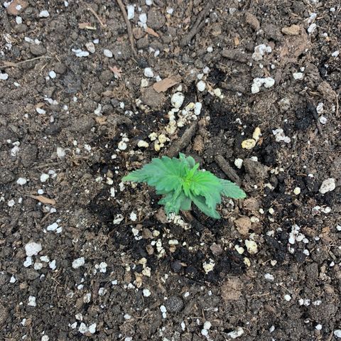 Girl Scout cookies #2 growlog timeline photo