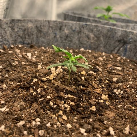 Girl Scout cookies #2 growlog timeline photo