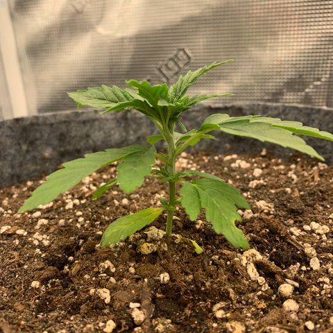 White runtz #1 growlog timeline photo