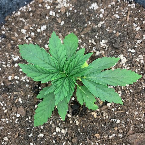White runtz #1 growlog timeline photo