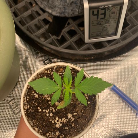 Girl Scout Cookies #1 growlog timeline photo
