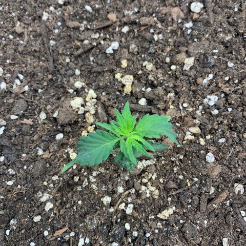 Girl Scout cookies #2 growlog timeline photo
