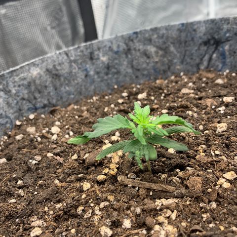 Girl Scout cookies #2 growlog timeline photo