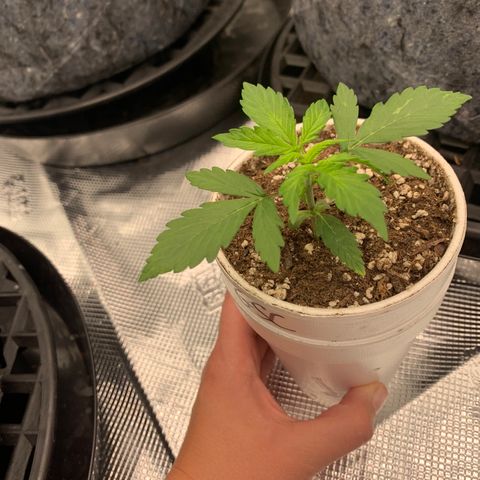 Girl Scout Cookies #1 growlog timeline photo