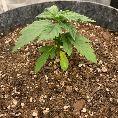 White runtz #1 growlog timeline photo