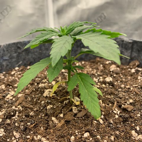 White runtz #1 growlog timeline photo