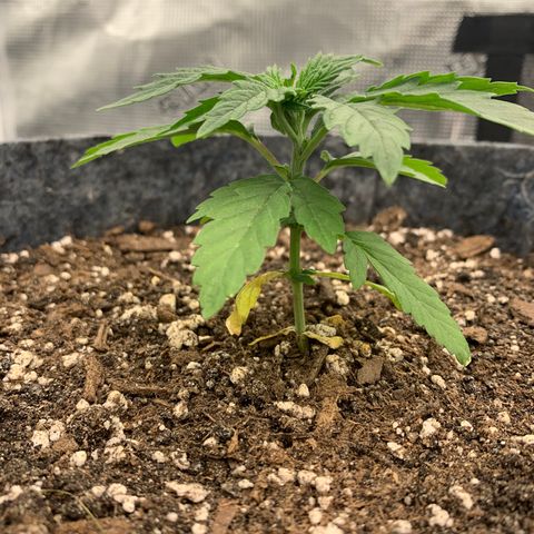White runtz #1 growlog timeline photo