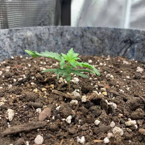 Girl Scout cookies #2 growlog timeline photo