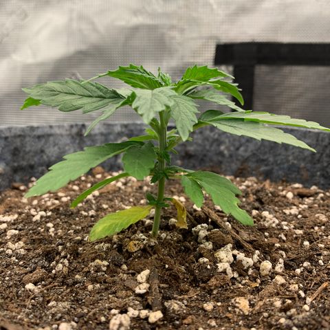White runtz #1 growlog timeline photo