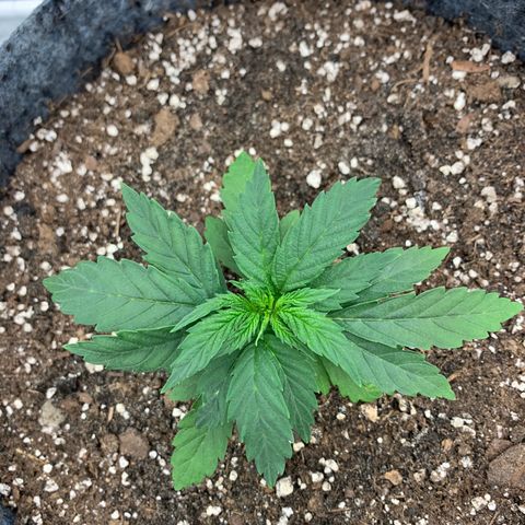 White runtz #1 growlog timeline photo