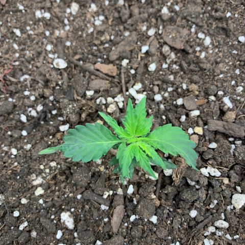 Girl Scout cookies #2 growlog timeline photo