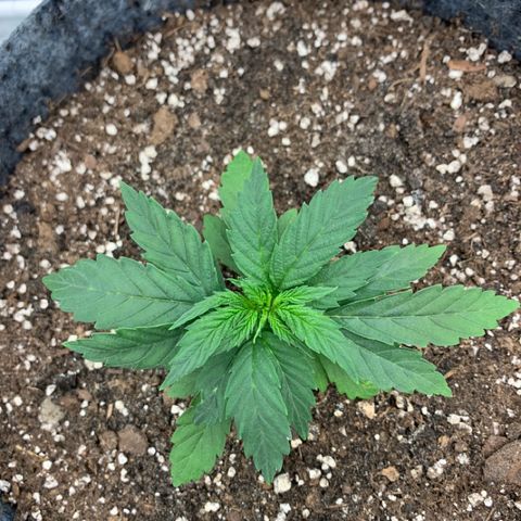 White runtz #1 growlog timeline photo