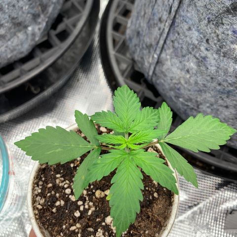 Girl Scout Cookies #1 growlog timeline photo