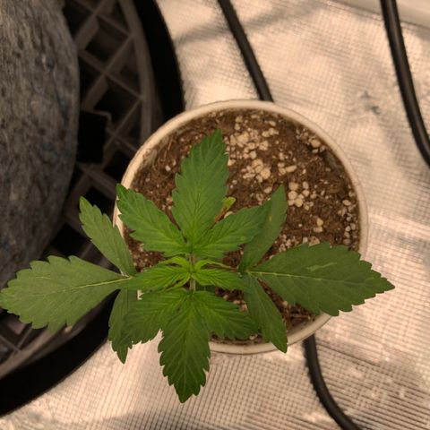 Girl Scout Cookies #1 growlog timeline photo