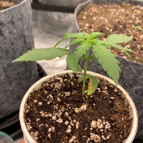 Girl Scout Cookies #1 growlog timeline photo