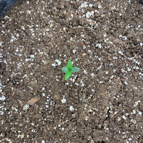 Forum Stomper growlog timeline photo