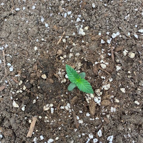 Forum Stomper growlog timeline photo
