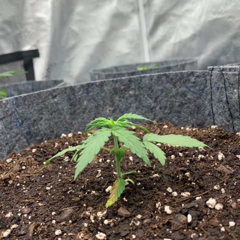 Girl Scout Cookies #1 growlog timeline photo