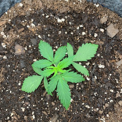 Girl Scout Cookies #1 growlog timeline photo