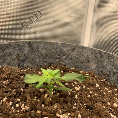 Girl Scout cookies #2 growlog timeline photo